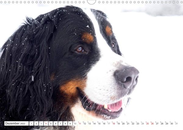 Produktbild: Tierisch nahe Berner-Portr&auml;ts (Wandkalender 2022 DIN A3 quer)