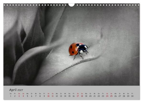 Produktbild: Gl&uuml;cksk&auml;fer (Wandkalender 2027 DIN A3 quer), CALVENDO Monatskalender