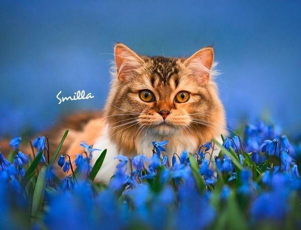 Produktbild: Katzen 2027 Eintragkalender