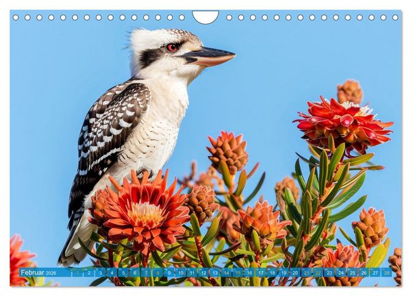 Produktbild: Der Kookaburra - Im australischen Busch mit dem lachenden Hans (Wandkalender 2026 DIN A4 quer), CALVENDO Monatskalender