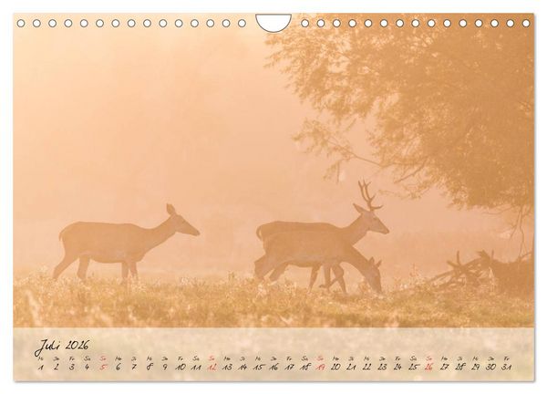 Produktbild: Rotwild - im Naturparadies der Mecklenburgischen Seenplatte (Wandkalender 2026 DIN A4 quer), CALVENDO Monatskalender