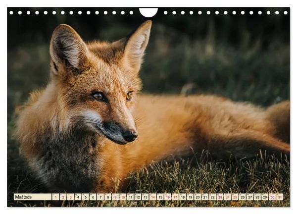 Produktbild: Fuchs - schlauer R&auml;uber (Wandkalender 2026 DIN A4 quer), CALVENDO Monatskalender
