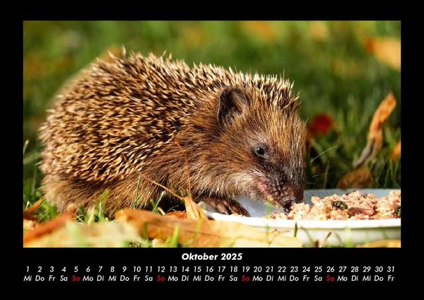 Produktbild: Tiere in der Wildnis 2025 Fotokalender DIN A3