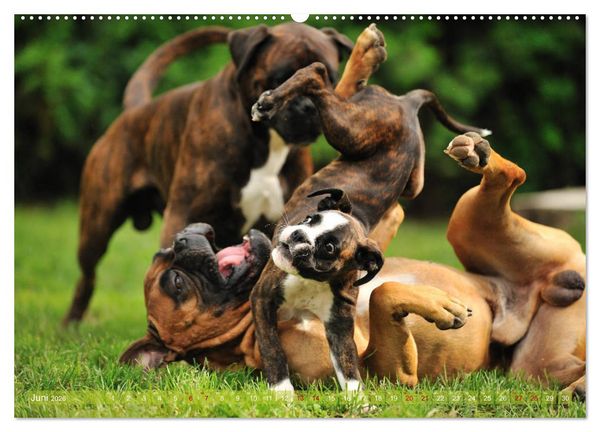 Produktbild: Gut - besser - Boxer (Wandkalender 2026 DIN A2 quer), CALVENDO Monatskalender