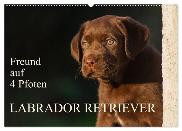 Freund auf 4 Pfoten - Labrador Retriever (Wandkalender 2026 DIN A2 quer), CALVENDO Monatskalender