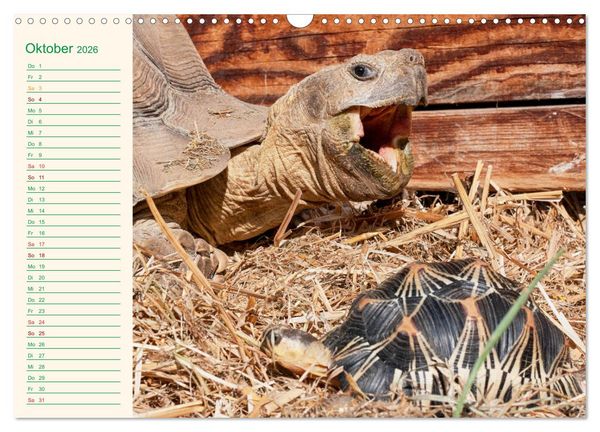 Produktbild: Meine Schildkr&ouml;ten - Geburtstagskalender (Wandkalender 2026 DIN A3 quer), CALVENDO Monatskalender