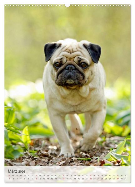 Produktbild: Hundepers&ouml;nlichkeiten (hochwertiger Premium Wandkalender 2026 DIN A2 hoch), Kunstdruck in Hochglanz