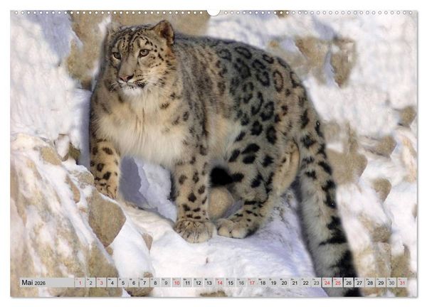 Produktbild: Schneeleoparden. Perfekte Raubkatzen-Sch&ouml;nheiten (hochwertiger Premium Wandkalender 2026 DIN A2 quer), Kunstdruck in Hochglanz