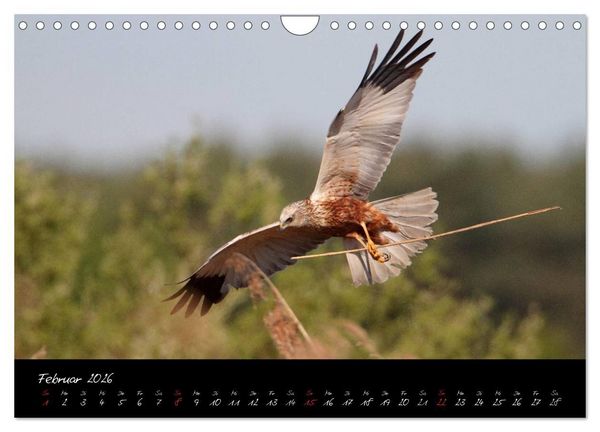 Produktbild: Heimische Eulen und Greife (Wandkalender 2026 DIN A4 quer), CALVENDO Monatskalender