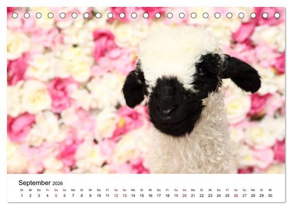 Produktbild: Walliser Schwarznasenschaf Valais Blacknose Sheep (Tischkalender 2026 DIN A5 quer), CALVENDO Monatskalender
