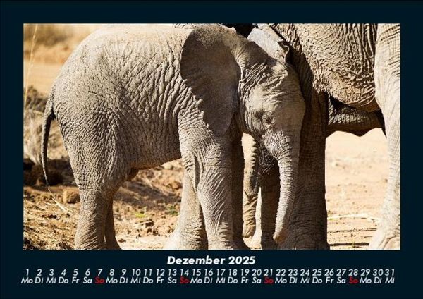Produktbild: Elefanten Kalender 2025 Fotokalender DIN A5