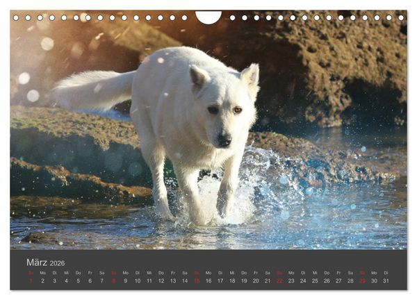Produktbild: HUNDE LEBEN IST BUNT (Wandkalender 2026 DIN A4 quer), CALVENDO Monatskalender