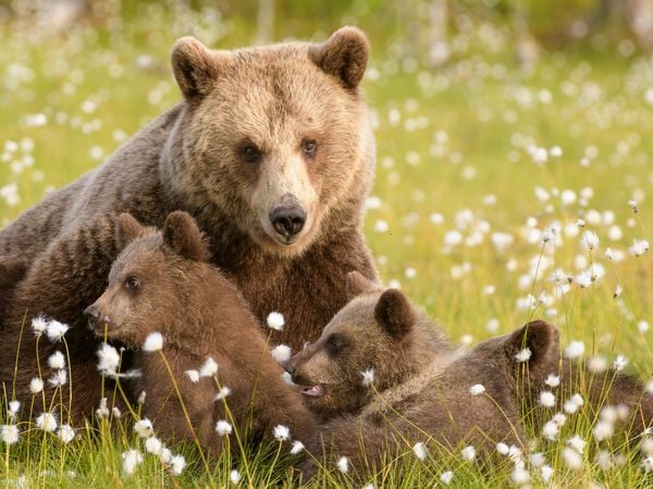 Produktbild: CALVENDO Puzzle B&auml;renfamilie - Finnland | 1000 Teile Lege-Gr&ouml;&szlig;e 64x48cm Foto-Puzzle f&uuml;r gl&uuml;ckliche Stunden