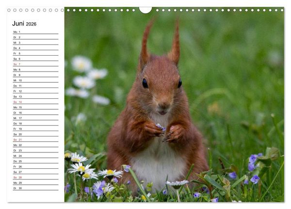 Produktbild: Mit dem Eichh&ouml;rnchen durchs Jahr (Wandkalender 2026 DIN A3 quer), CALVENDO Monatskalender