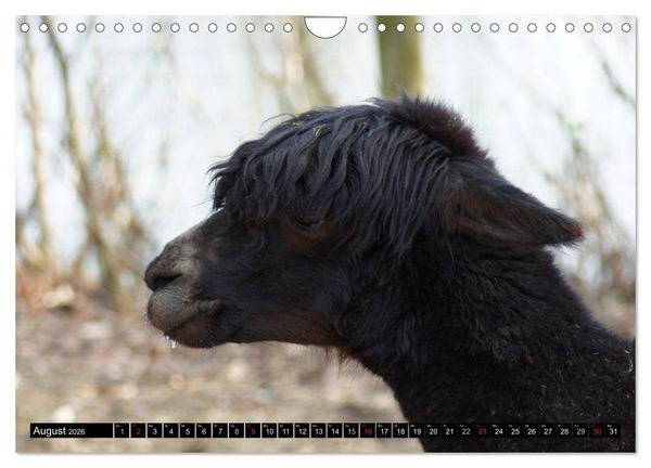 Produktbild: Lama und Alpaka (Wandkalender 2026 DIN A4 quer), CALVENDO Monatskalender