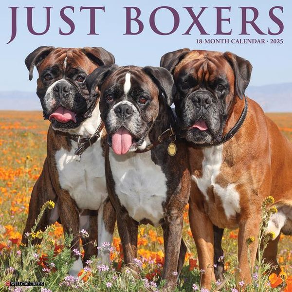 Produktbild: Willow Creek Press: Just Boxers 2025 12 X 12 Wall Calendar