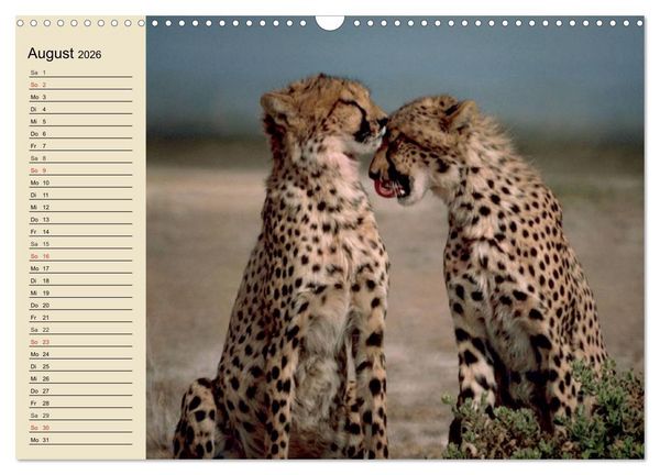 Produktbild: Die Lautlosen. Geparden und Leoparden (Wandkalender 2026 DIN A3 quer), CALVENDO Monatskalender