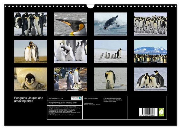 Produktbild: Penguins Unique and amazing birds (Wall Calendar 2026 DIN A3 landscape), CALVENDO 12 Month Wall Calendar