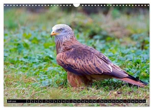 Produktbild: Wildes Deutschland (Wandkalender 2026 DIN A3 quer), CALVENDO Monatskalender