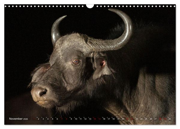 Produktbild: S&uuml;dafrika wunderbare Tierwelt (Wandkalender 2026 DIN A3 quer), CALVENDO Monatskalender