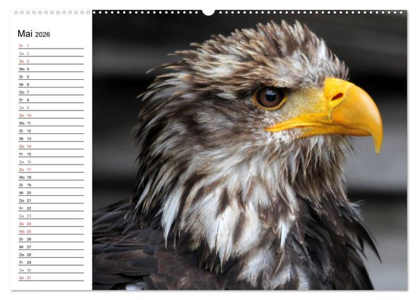 Produktbild: Greifv&ouml;gel, Eulen und K&auml;uze (hochwertiger Premium Wandkalender 2026 DIN A2 quer), Kunstdruck in Hochglanz