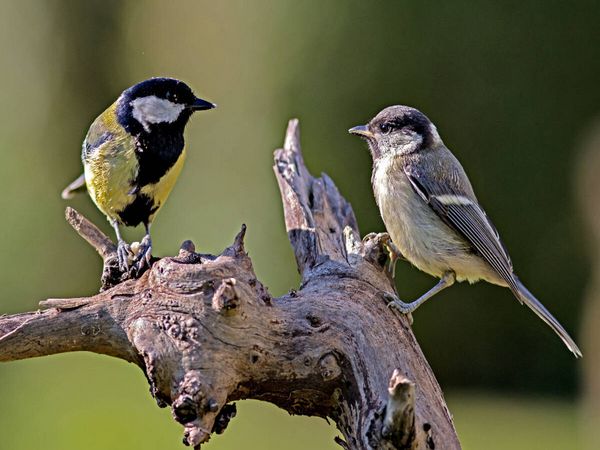 Produktbild: CALVENDO Puzzle Meisen im Gespr&auml;ch | 1000 Teile Lege-Gr&ouml;&szlig;e 64 &times; 48 cm Foto-Puzzle f&uuml;r gl&uuml;ckliche Stunden