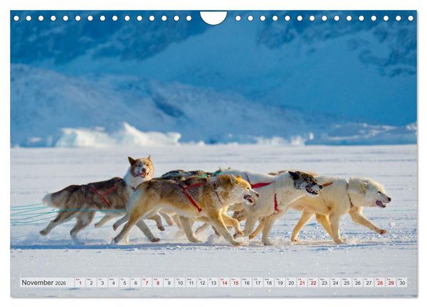 Produktbild: Greenland Dog - The Sled Dogs of Northern Greenland (Wall Calendar 2026 DIN A4 landscape), CALVENDO 12 Month Wall Calendar