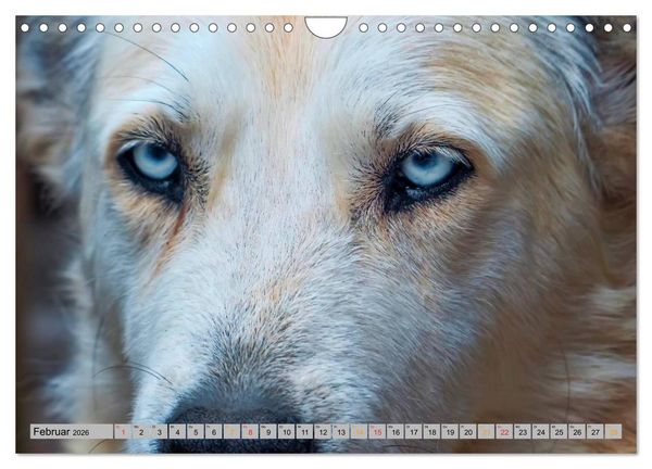 Produktbild: Huskies - Schlittenhunde (Wandkalender 2026 DIN A4 quer), CALVENDO Monatskalender