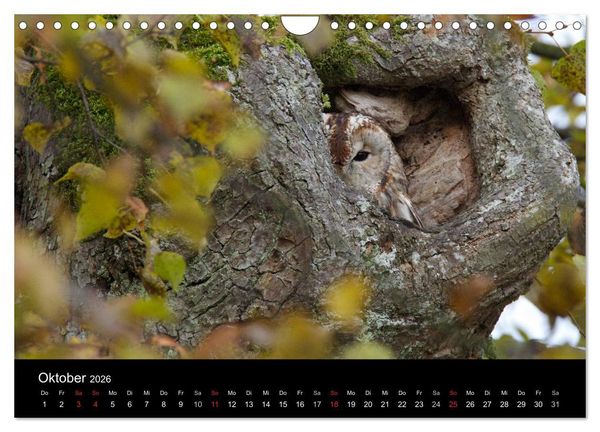 Produktbild: Waldk&auml;uze, fotografiert in M&uuml;nchen (Wandkalender 2026 DIN A4 quer), CALVENDO Monatskalender