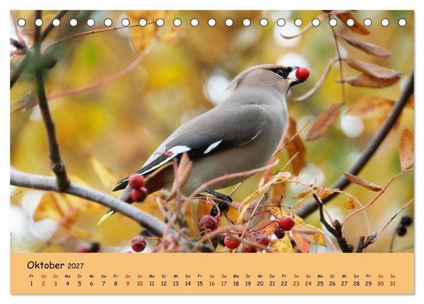 Produktbild: Faszination Zugv&ouml;gel - Rekorde in der Vogelwelt (Tischkalender 2027 DIN A5 quer), CALVENDO Monatskalender