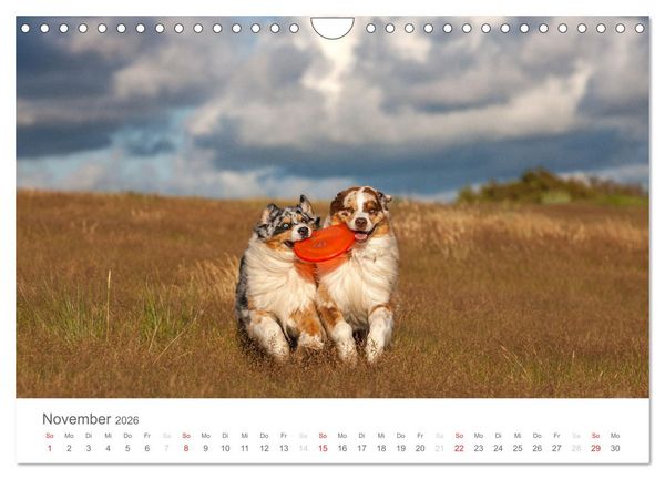 Produktbild: Australian Shepherd 2026 (Wandkalender 2026 DIN A4 quer), CALVENDO Monatskalender