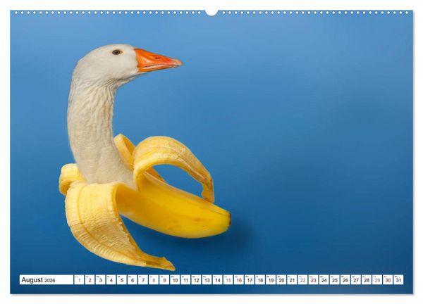 Produktbild: Lustige Tier-Hybriden (Wandkalender 2026 DIN A2 quer), CALVENDO Monatskalender