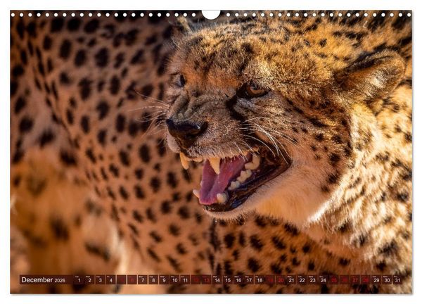 Produktbild: Amazing Cheetahs (Wall Calendar 2026 DIN A3 landscape), CALVENDO 12 Month Wall Calendar