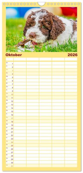 Produktbild: Familienplaner 2026 - Lagotto Romagnolo - der Tr&uuml;ffelhund Italiens mit 5 Spalten (Wandkalender, 21 x 45 cm) CALVENDO
