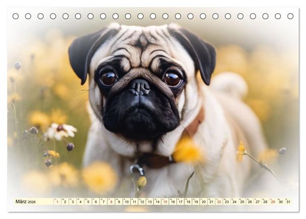 Produktbild: Rasseportraits - Hunde (Tischkalender 2026 DIN A5 quer), CALVENDO Monatskalender