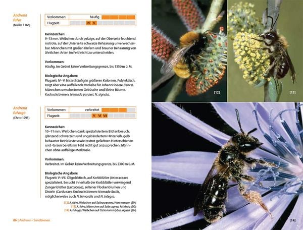 Produktbild: Bienen Mitteleuropas