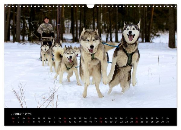 Produktbild: Huskys (Wandkalender 2026 DIN A3 quer), CALVENDO Monatskalender