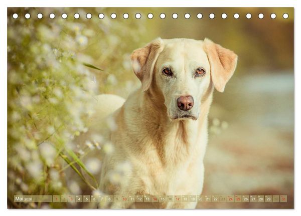 Produktbild: Faszination Labrador - gelb, foxred, schwarz (Tischkalender 2026 DIN A5 quer), CALVENDO Monatskalender