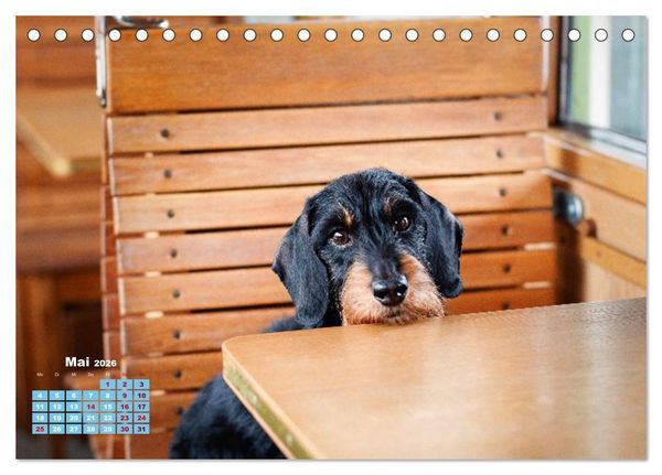 Produktbild: Geliebte Dackel (Tischkalender 2026 DIN A5 quer), CALVENDO Monatskalender