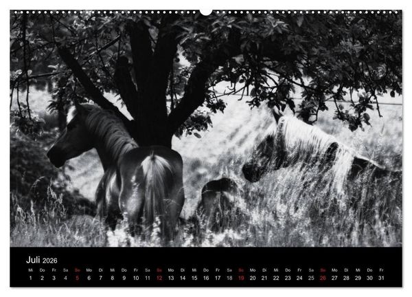 Produktbild: Pferde 2026 Wild Thing (Wandkalender 2026 DIN A2 quer), CALVENDO Monatskalender