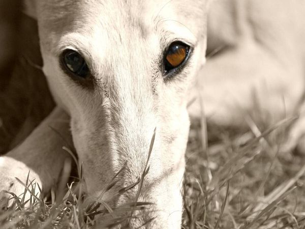Produktbild: CALVENDO Puzzle Ein Motiv aus dem Kalender Galgo eye-catcher | 1000 Teile Lege-Gr&ouml;&szlig;e 64x48cm Foto-Puzzle f&uuml;r gl&uuml;ckliche Stunden