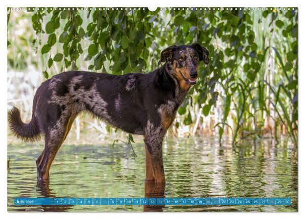 Produktbild: Der Beauceron (hochwertiger Premium Wandkalender 2026 DIN A2 quer), Kunstdruck in Hochglanz