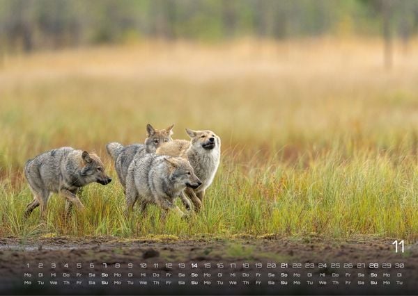 Produktbild: Wolf &ndash; Im Schatten des Waldes - 2027 - Kalender DIN A3