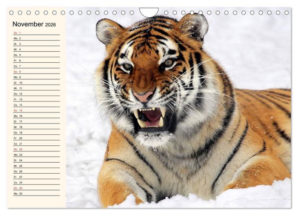 Produktbild: Tiger. Gestreift, wild und sch&ouml;n (Wandkalender 2026 DIN A4 quer), CALVENDO Monatskalender