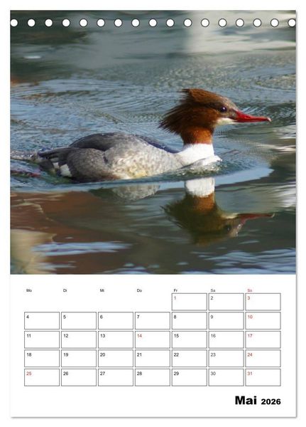 Produktbild: Liebenswerte Enten (Tischkalender 2026 DIN A5 hoch), CALVENDO Monatskalender
