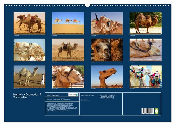 Produktbild: Kamele &bull; Dromedar & Trampeltier (Wandkalender 2026 DIN A2 quer), CALVENDO Monatskalender