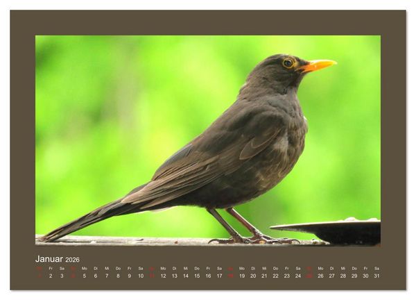 Produktbild: Vogelportr&auml;ts - Heimische V&ouml;gel auf meinem Balkon (hochwertiger Premium Wandkalender 2026 DIN A2 quer), Kunstdruck in Hochglanz