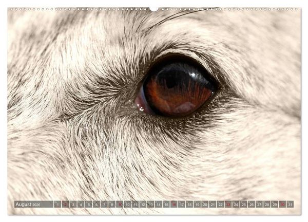 Produktbild: Windhunde eye-catcher (Wandkalender 2026 DIN A2 quer), CALVENDO Monatskalender