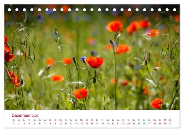 Produktbild: Mohnblumen (Tischkalender 2026 DIN A5 quer), CALVENDO Monatskalender