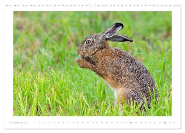 Produktbild: Der Feldhase (Wandkalender 2027 DIN A2 quer), CALVENDO Monatskalender